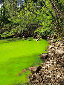 A Potomac River algae bloom. (From Wikipedia.)